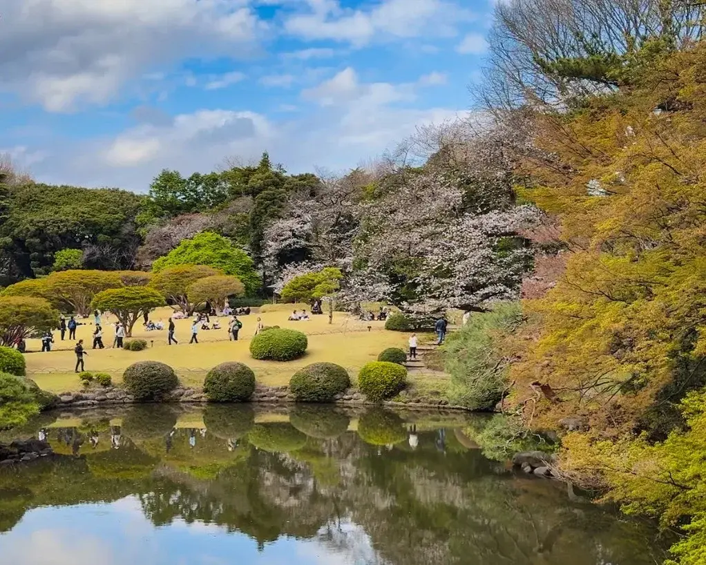 Pond and cherry blossoms in a green Tokyo park and garden