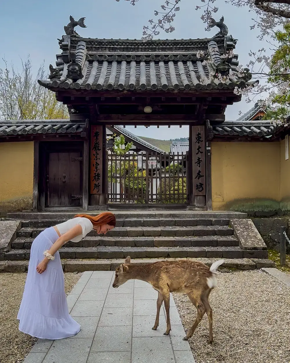 Nara day trip travel guide